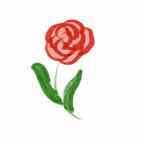 Rose_De_La_Paix.jpg