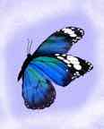 Papillons.jpg